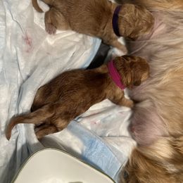 Dachshund and Golden Retriever Puppies from Wyo Dachshunds & Goldens