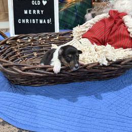 Tiare - Black white and tan female Collie puppy in Beaver, Oklahoma from Lawson’s Lassies