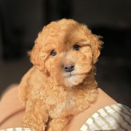 Kelly - Apricot female Maltipoo puppy in San Diego, California from Maltipoos SD