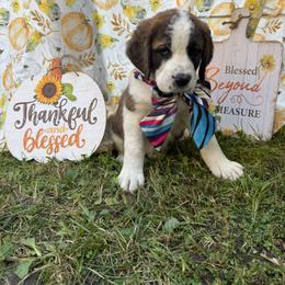 Shimmer - Brown and white female Saint Berdoodle puppy in Traverse City, Michigan from Bare Paws Saint Berdoodles