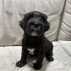 Boy 4 - Bergamasco Sheepdog puppy from Fox Valley Bergamasco