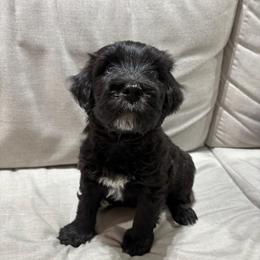 Boy 4 - Bergamasco Sheepdog puppy from Fox Valley Bergamasco