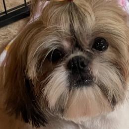Sophie  - Shih Tzu