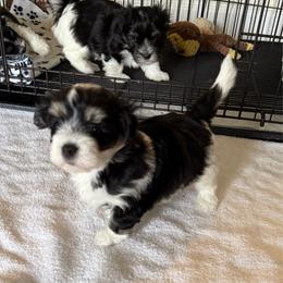 Wesley - Black and white male Havanese puppy in Apopka, Florida from Dunhill Havanese