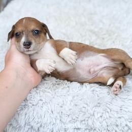 Sully - Dapple male Dachshund puppy in Decatur, Mississippi from KP Dachshunds