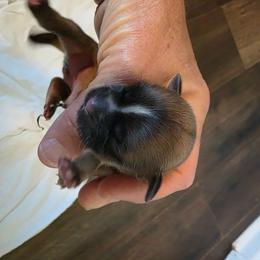 Girl 1 - Brindle and white female Shih Tzu puppy in Rockmart, Georgia from Sonya Garrett