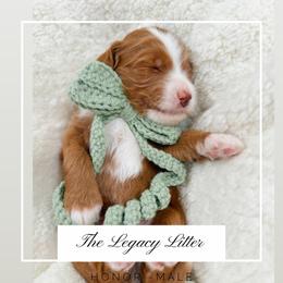 Honor - Red  male Goldendoodle puppy in Hollister, Missouri from Wild Acres Goldendoodles