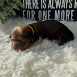 Dachshund and Great Dane Puppies from Florida Mini Dachshunds