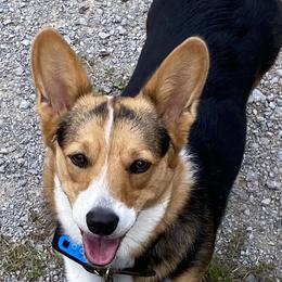 Poppy - Pembroke Welsh Corgi