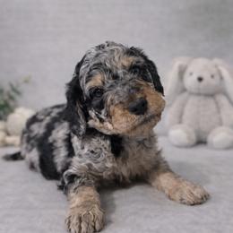 Joyce Byers - Blue merle female Bernedoodle puppy in Bennett, Colorado from Darling Paws, LLC