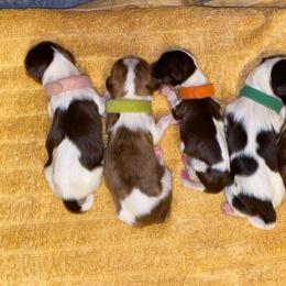 Shih Tzu Puppies from Precious Tzu Crew