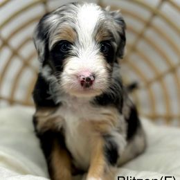 Blitzen - female Australian Mountain Doodle puppy in Sterling, Colorado from North 40 Doodles