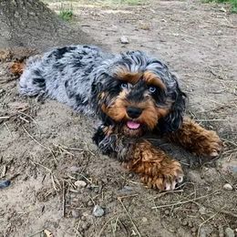 Cavapoo and Cockapoo All Grown Up from Columbia River Cockapoos