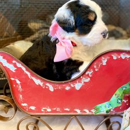 Bernedoodle and Goldendoodle Puppies from Dawg'on Doodles