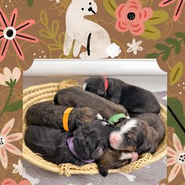 Bernedoodle Puppies from Green Bay Bernedoodles