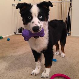 Miniature Australian Shepherd and Toy Australian Shepherd All Grown Up from 2Lazy2P Mini Aussies