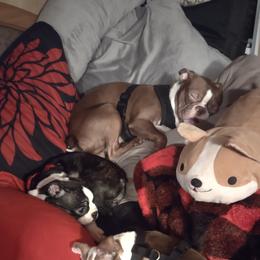 Boston Terrier and French Bulldog Puppies from Reds Studio