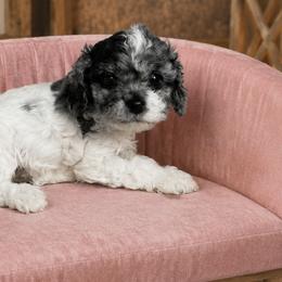 Cavalier King Charles Spaniels and Cavapoos from Hattie’s Texas Cavapoos