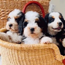 Bernedoodles and Goldendoodles from Perfect Paws