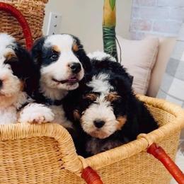 Bernedoodles and Goldendoodles from Perfect Paws