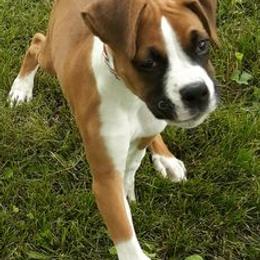 Boxers from Celia Calbert