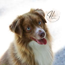 Chief - Miniature American Shepherd