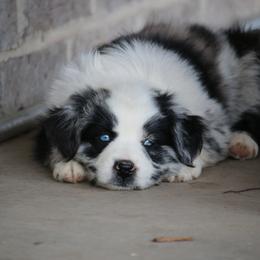 Australian Shepherd, Miniature American Shepherd, and Miniature Australian Shepherd Puppies from Painted Blue Aussies