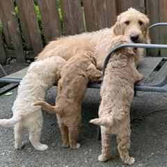 Double Doodle Puppies from Riverside Doodles in Seattle
