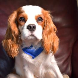 Gus - Cavalier King Charles Spaniel