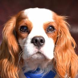 Gus - Cavalier King Charles Spaniel