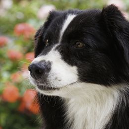 Selene - Australian Shepherd