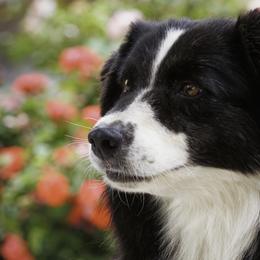 Selene - Australian Shepherd