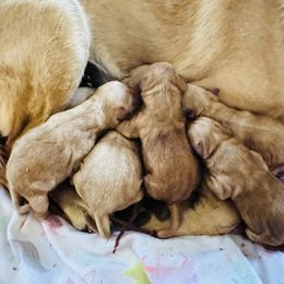 Female 3 - Yellow female Labrador Retriever puppy in Lyman, Nebraska from Ruzicka Family Labradors LLC