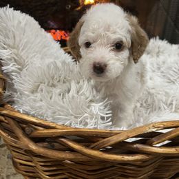 Cavapoo and Goldendoodle Puppies from Countyline Doodles LLC