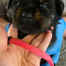 Rottweilers from Von Has Sampson