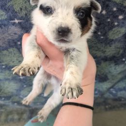 Flannel - Blue speckled male Australian Cattle Dog puppy in Mena, Arkansas from Red Desert Australian Cattle Dogs