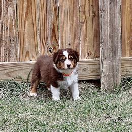 Australian Shepherd Puppies from SS Australian Shepherds