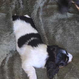 Dachshund Puppies from Kandice Dudley