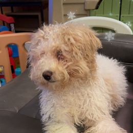 Scout - Poodle
