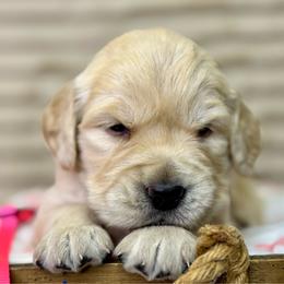 Miss Hot Pink - Golden female Golden Retriever puppy in Tonasket, Washington from Denzil’s Goldens