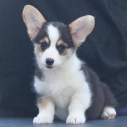 Polly (Tiny Tot) - Black and tan female Pembroke Welsh Corgi puppy in West, Texas from Rustic Spur Kennel