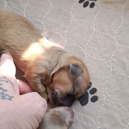 One - Red male Dachshund puppy in Gordon, Georgia from Long Dogs Yellow Farm