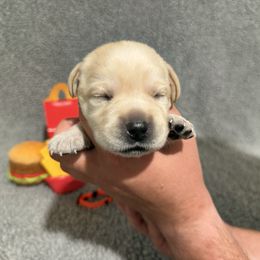 Small Fry - Yellow male Labrador Retriever puppy in Lancaster, South Carolina from Tidal Retrievers
