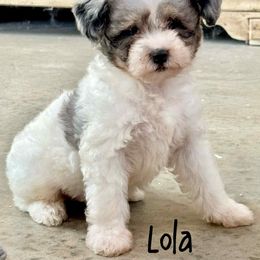 Lola - Blue merle female Aussiedoodle puppy in Winnsboro, Texas from Happy Hollow Ranch