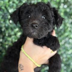 Pumi Puppies from Pimasz Kutya Kennel