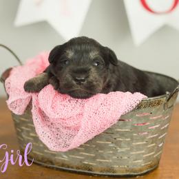 Lilac Girl - Black and silver female Miniature Schnauzer puppy in Commerce, Georgia from Peach State Miniature Schnauzers