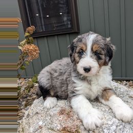 Autumn - Blue merle female Bernedoodle puppy in Beach City, Ohio from Blue Cloud Doodles