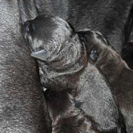 Boy 6 - Black male Cane Corso puppy in Clarksburg, West Virginia from West By God Virginia Cane Corso