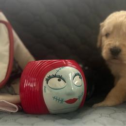 Girl 3 - female Golden Mountain Doodle puppy in Calhan, Colorado from Snowy Goldens LLC