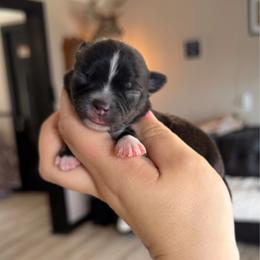 Forest - Fawn brindled black male Chihuahua puppy in Harrison, Michigan from Cloud9 Chihuahuas